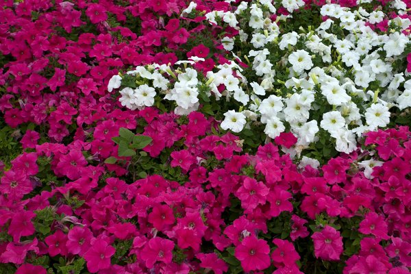 Du rêve à la réalité : Transformer votre ancienne piscine en oasis moderne